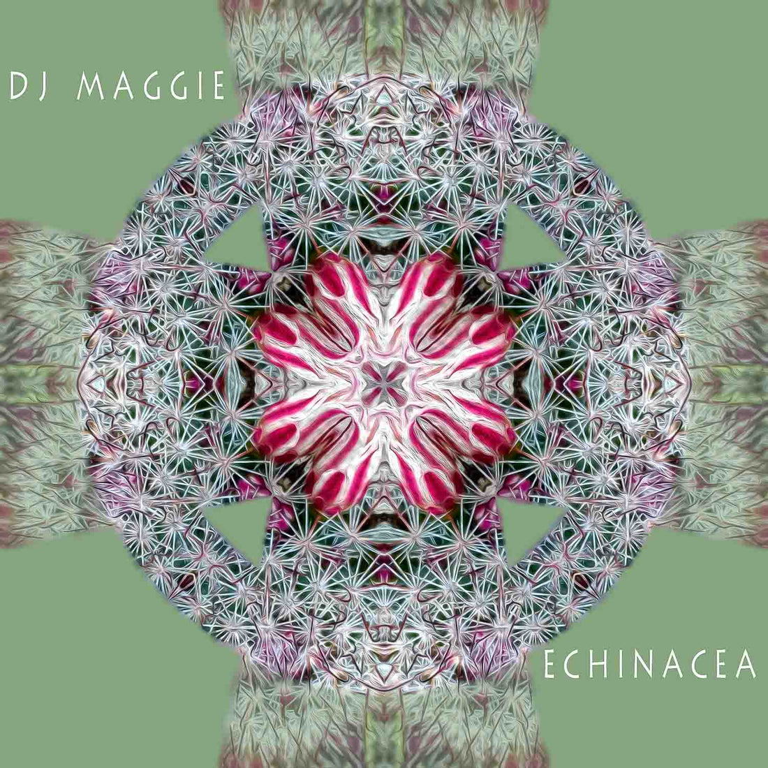 Echinacea