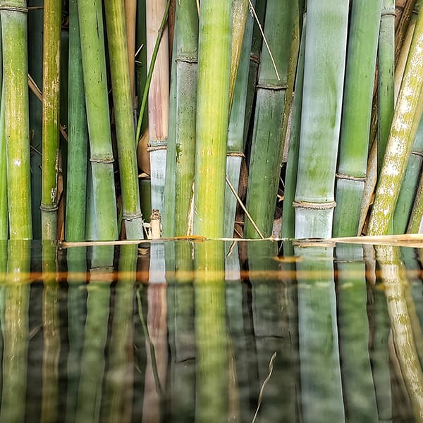 Fine Art Prints
